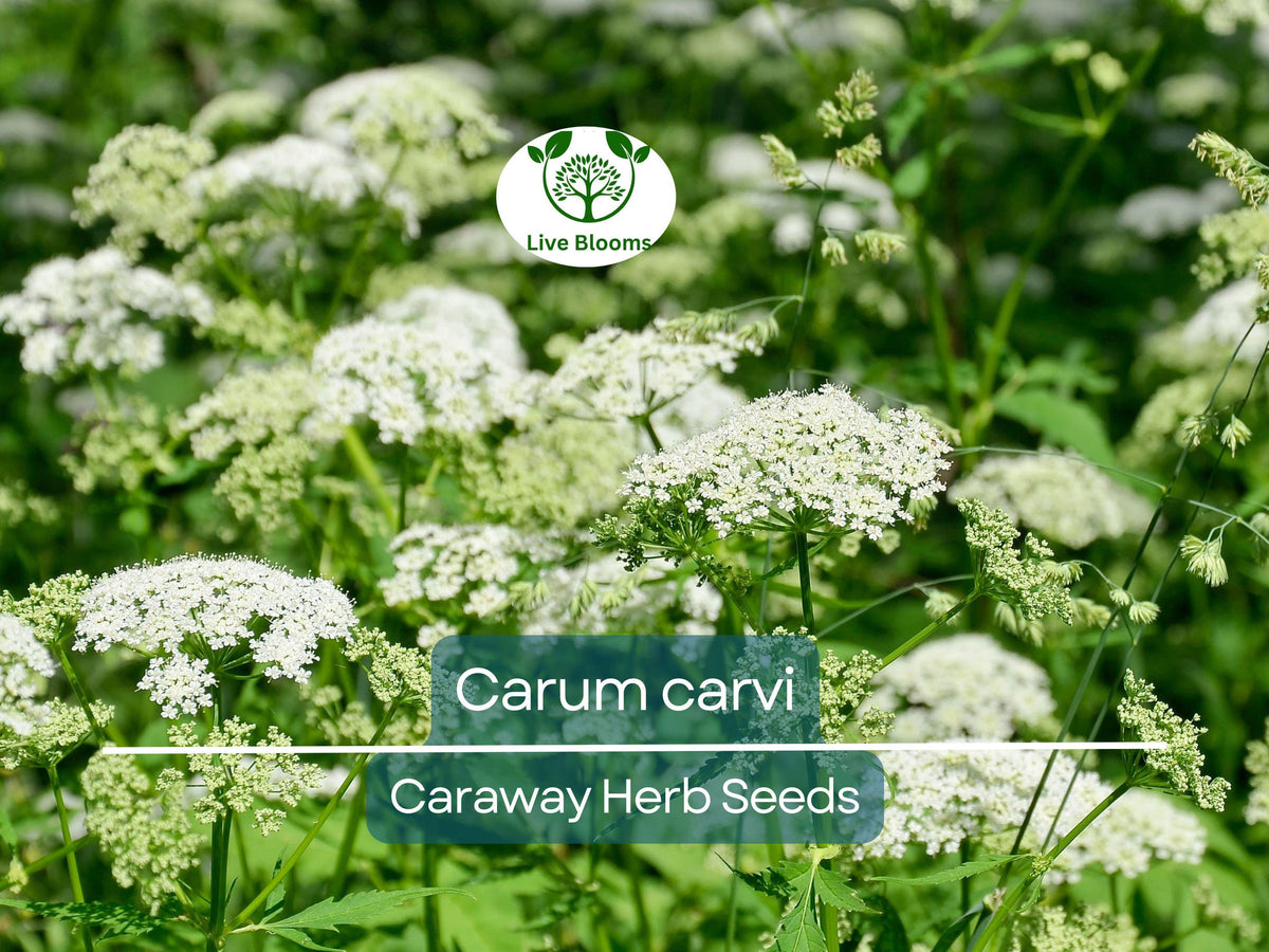 Caraway Seeds for Planting, Organic Carum carvi Herb, Culinary and Baking Seeds, 300 Premium Non-GMO Herb Seeds
