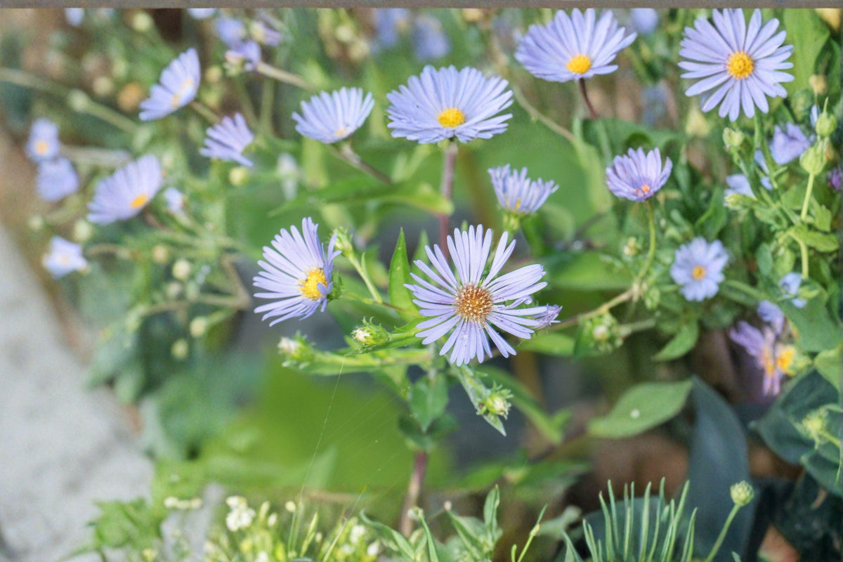 Symphyotrichum Puniceum Swamp Aster Seeds – 350 Native Perennial Wildflower Seeds for Wetlands & Pollinator Gardens