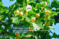Tulip Poplar Tree Seedling | Live Liriodendron tulipifera | Tallest Eastern Hardwood Shade Tree