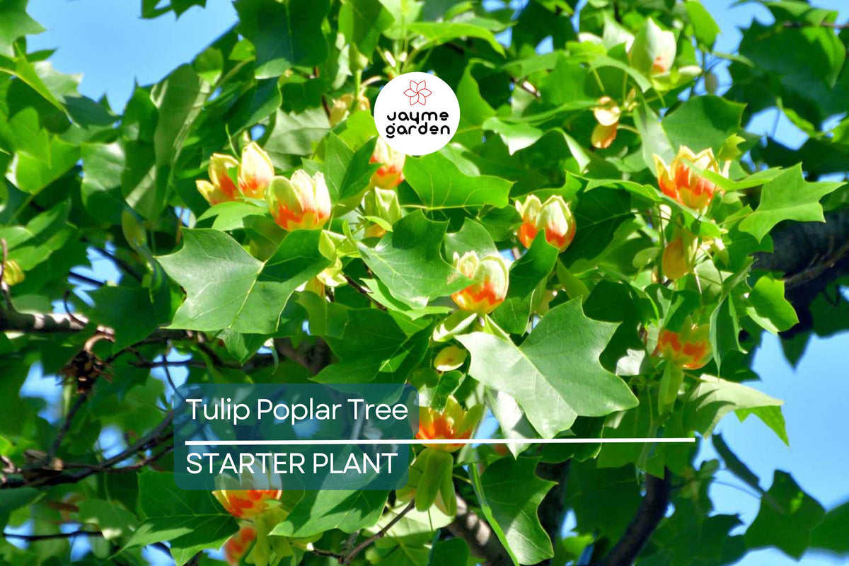 Tulip Poplar Tree Seedling | Live Liriodendron tulipifera | Tallest Eastern Hardwood Shade Tree
