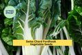 3pcs Swiss Chard Fordhook Seeds – Leafy Green for Salads, Soups & Stir Fry, Beta vulgaris var. cicla, Cold-Hardy Vegetable Seeds