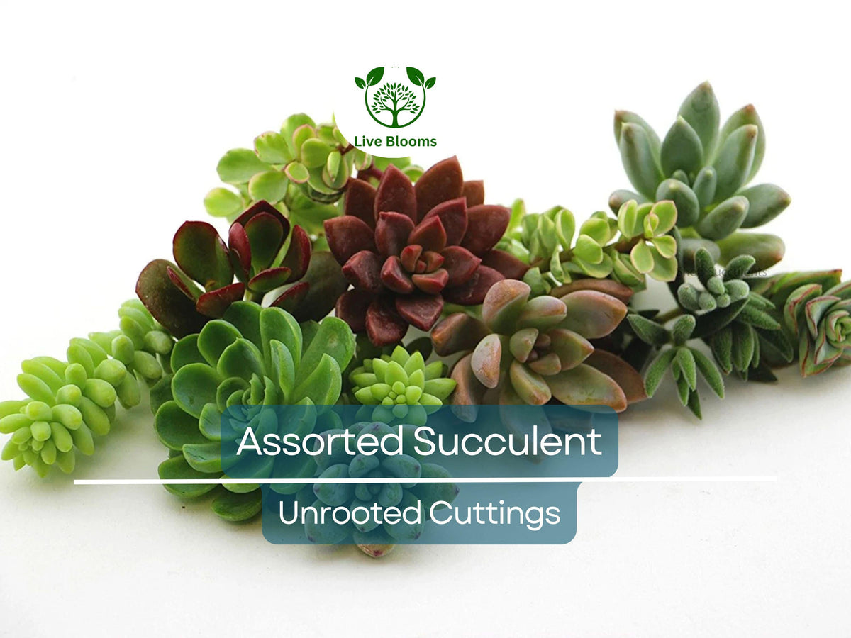 15 Assorted Succulent Unrooted Cuttings 1-2" | Over 50 Varieties for Propagation & DIY Gardens | Easy Care Cactus & Succulent Plants
