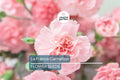 La France Carnation Seeds - Non-GMO, Heirloom, Fragrant Pink Blooms, Dianthus caryophyllus, Full Sun, Pollinator-Friendly, 30+ Seeds