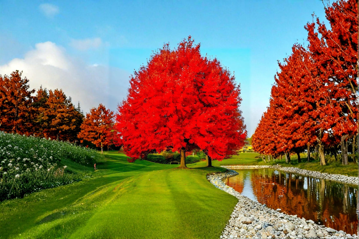 Red Maple Trees 18" Bare Root Acer rubrum Deciduous Landscape Trees, Fall Color, Live Plants