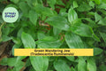 Green Wandering Jew Live Plant – Rooted Tradescantia fluminensis, Trailing Vine for Hanging Baskets & Terrariums, Zone 9–11