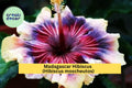 Madagascar Hibiscus Plant – Live Starter Mallow – Hibiscus moscheutos – Large Tropical Blooms, Hardy Perennial, Pink/Red/White Flowers