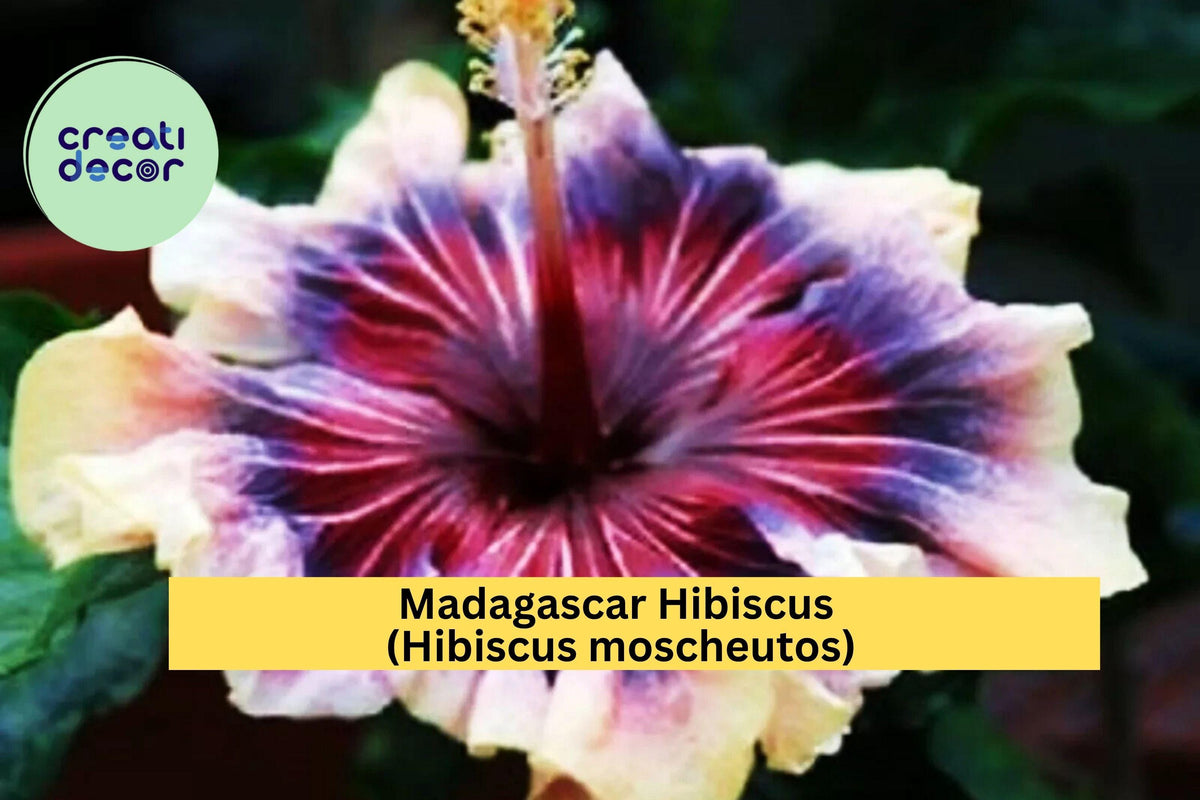 Madagascar Hibiscus Plant – Live Starter Mallow – Hibiscus moscheutos – Large Tropical Blooms, Hardy Perennial, Pink/Red/White Flowers