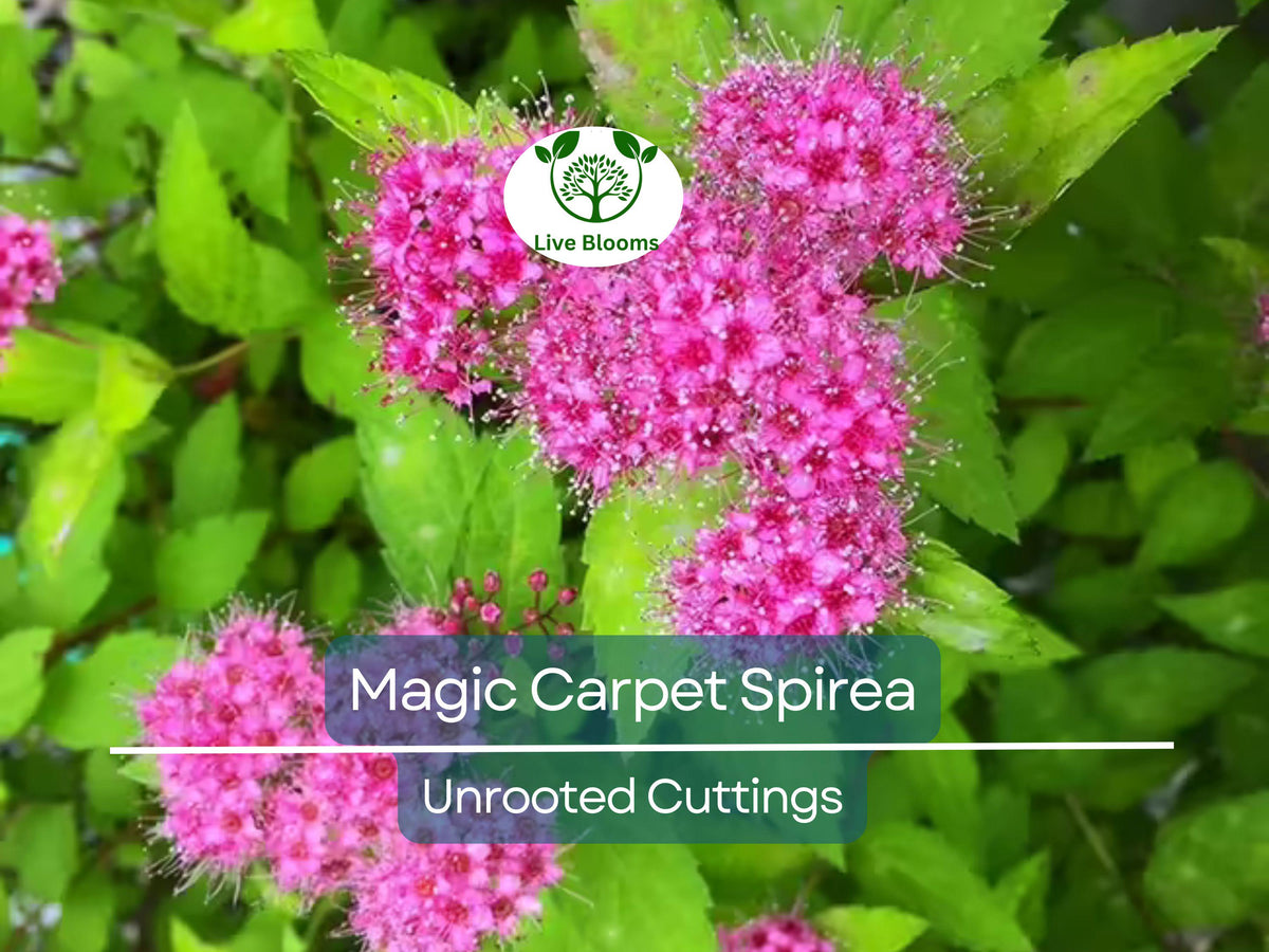 10 Magic Carpet Spirea Unrooted Cuttings - Vibrant Foliage, Easy to Grow Shrub, Zones 4-8, Syringa x ‘Magic Carpet’