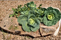 Early Jersey Wakefield Cabbage Seeds – Heirloom Brassica oleracea var. capitata, Pointed, Very Early, Sweet & Tender Leaves