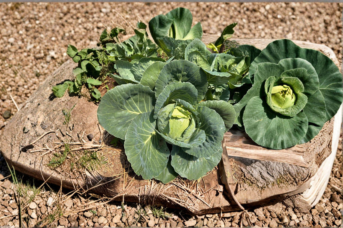 Early Jersey Wakefield Cabbage Seeds – Heirloom Brassica oleracea var. capitata, Pointed, Very Early, Sweet & Tender Leaves