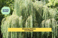 5 Weeping Willow Trees Bare Root 14–24" Salix babylonica Fast-Growing Landscape Tree