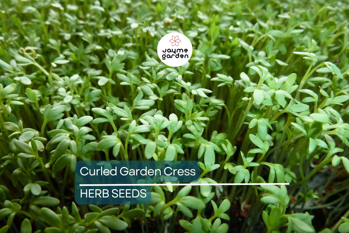 Curled Garden Cress Seeds – Heirloom, Non-GMO, Fast-Growing Herb for Salads & Microgreens | Lepidium sativum