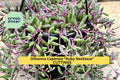 10 Ruby Necklace Cuttings – Othonna Capensis Succulent Cuttings, Trailing Purple Stems for Pots, Baskets & Rock Gardens – Organic USA