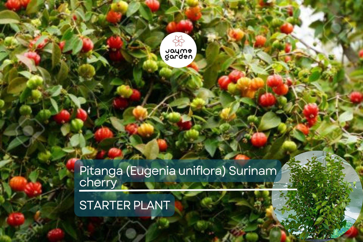 Pitanga Tree 2-3 ft, Eugenia uniflora, Tropical Fruit Tree with Juicy, Tangy Fruits