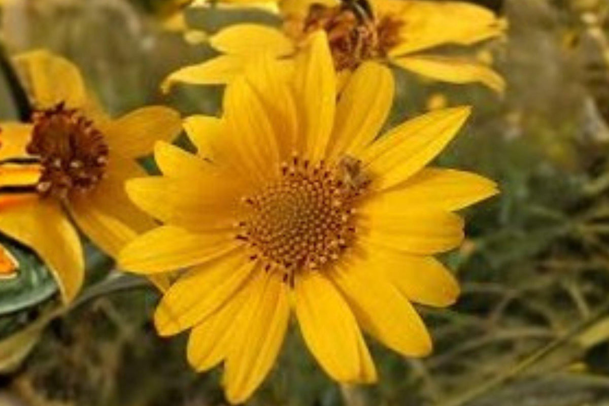 Marsh Sunflower Seeds – Helianthus nuttallii – Native Wildflower for Pollinators – Tall Yellow Blooms – 40 Pack