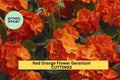 Geranium Cuttings – 6-Inch Red-Orange Fragrant Pelargonium spp. for Pots, Borders, and Garden Beds