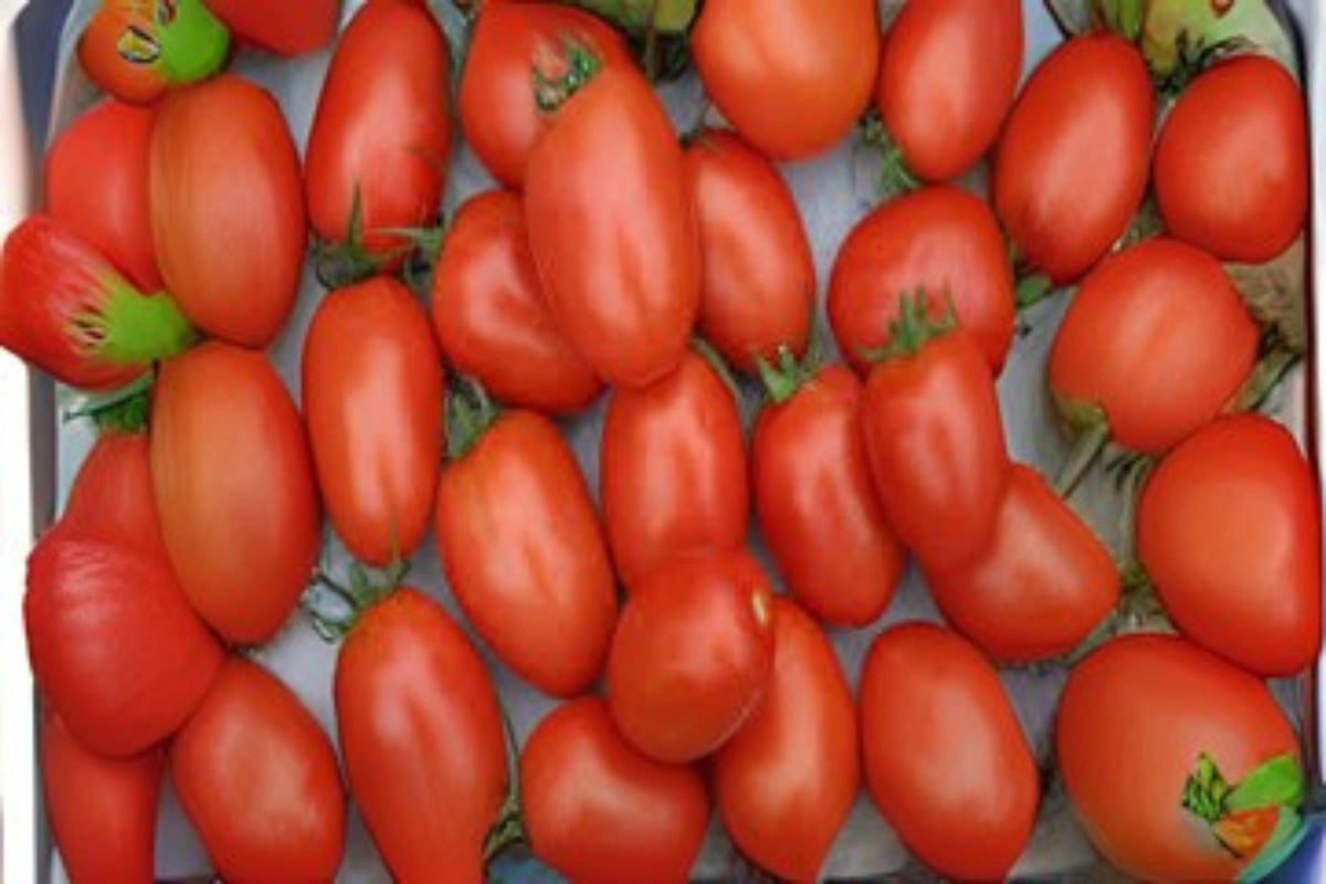 Tomato Floradel Seeds - Heirloom, Heat-Tolerant, Crack-Resistant, Large Red Fruits, S. lycopersicum, 100mg