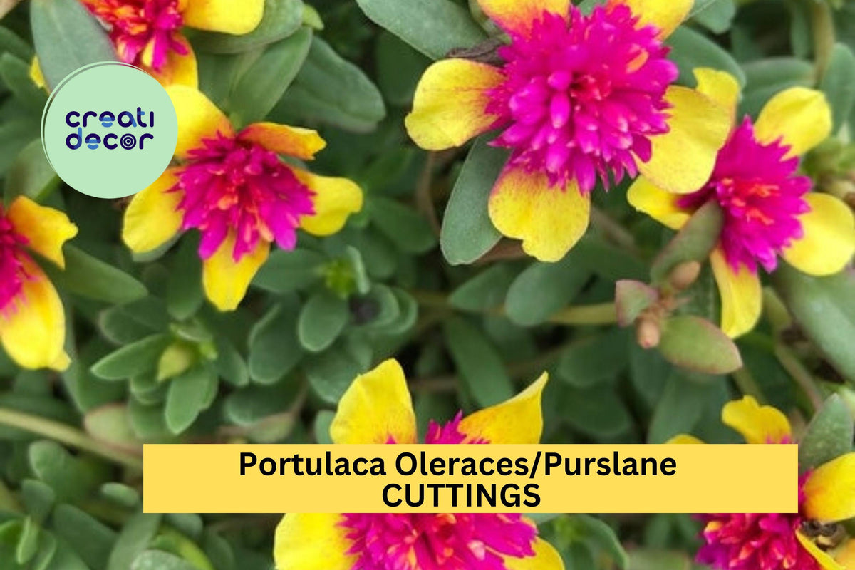 5 Double Guava Portulaca Cuttings – Purslane Flowering Plant for Containers or Borders – Easy to Root, Heat Tolerant – USA Seller