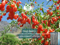Goji Berry Unrooted Cuttings 7.5" Lycium barbarum Superfood Plant for Home Garden & Propagation