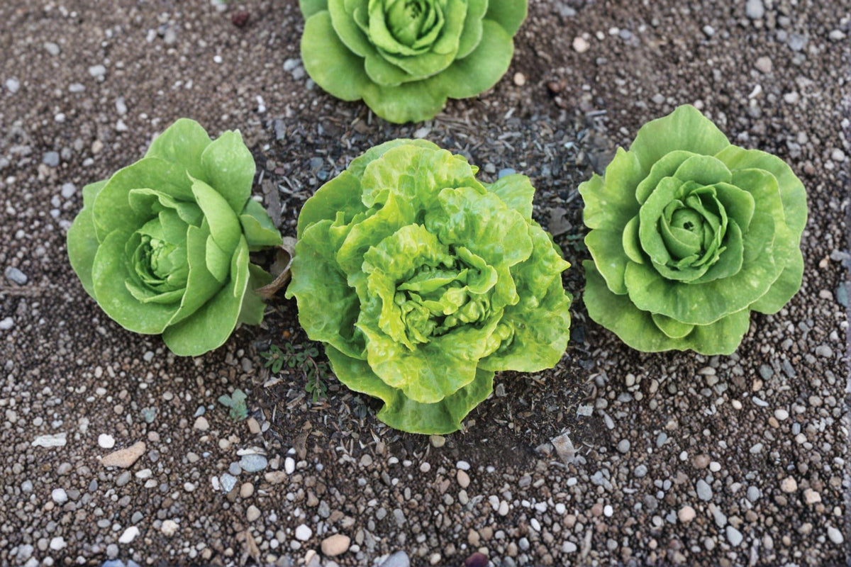 Tom Thumb Butterhead Lettuce Seeds – Mini Heirloom Compact Heads for Containers & Small Gardens | Lactuca sativa