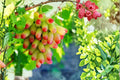 Halloween Fingers Grape Cuttings, Vitis vinifera ‘Manicure Finger’, Unrooted Vine Propagation, 6-8 Inches