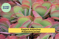 Live Flapjack Kalanchoe Succulent – Paddle Plant, Kalanchoe luciae, Rosette, Bright Red Edges, Easy Care Indoor/Outdoor Plant