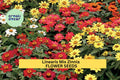 100+ Linearis Mix Zinnia Seeds – Compact Narrow-Leaved Blooms for Garden Planting, Drought-Tolerant Annuals for Borders – USA