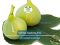 White Kadota Fig Cuttings 6" Unrooted Ficus carica Grafting Fruit Tree Propagation