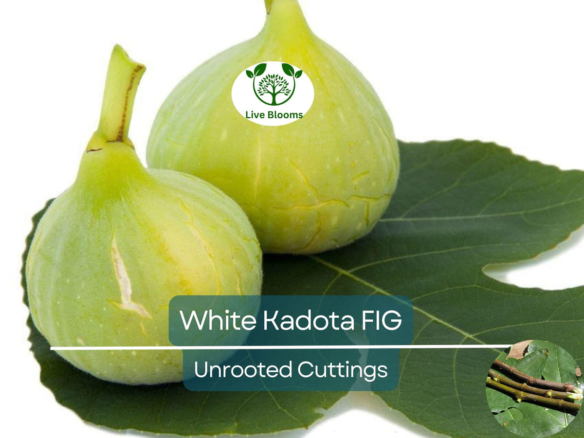 White Kadota Fig Cuttings 6" Unrooted Ficus carica Grafting Fruit Tree Propagation