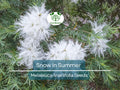 50 Snow In Summer Seeds - Melaleuca linariifolia Shrub for Gardens, Fragrant White Blooms, Hardy, Attracts Pollinators
