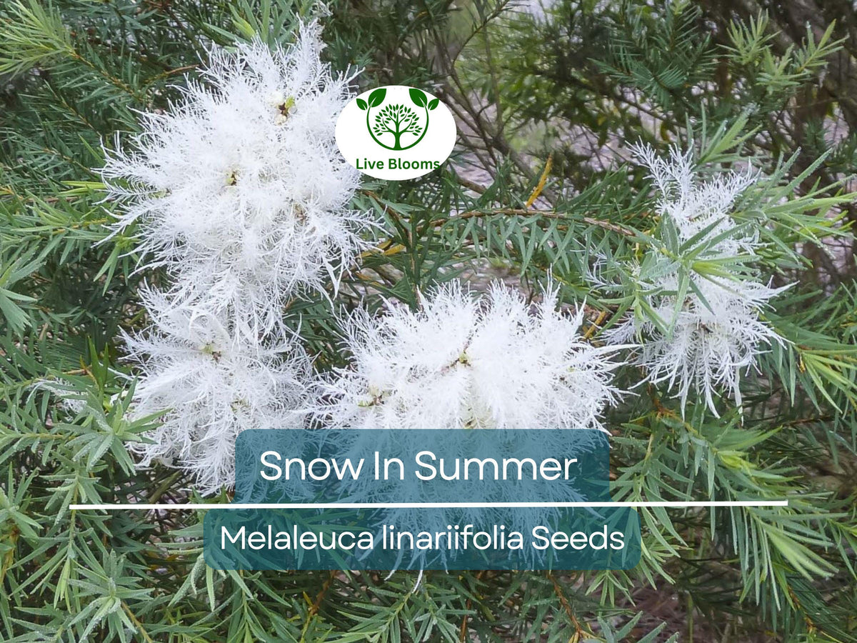 50 Snow In Summer Seeds - Melaleuca linariifolia Shrub for Gardens, Fragrant White Blooms, Hardy, Attracts Pollinators