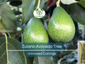 Unrooted Zutano Avocado Tree Cuttings – Persea americana, Fast-Growing, Healthy Fruit, Easy Propagation, Home Garden, Tropical Climate