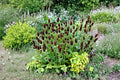 Western Coneflower Seeds – Rudbeckia occidentalis Native Perennial Wildflower for Pollinators & Wildlife