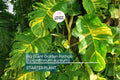 Big Golden Pothos Live Houseplant | 12-24 Inches, Epipremnum aureum, Air-Purifying Indoor Climbing Plant
