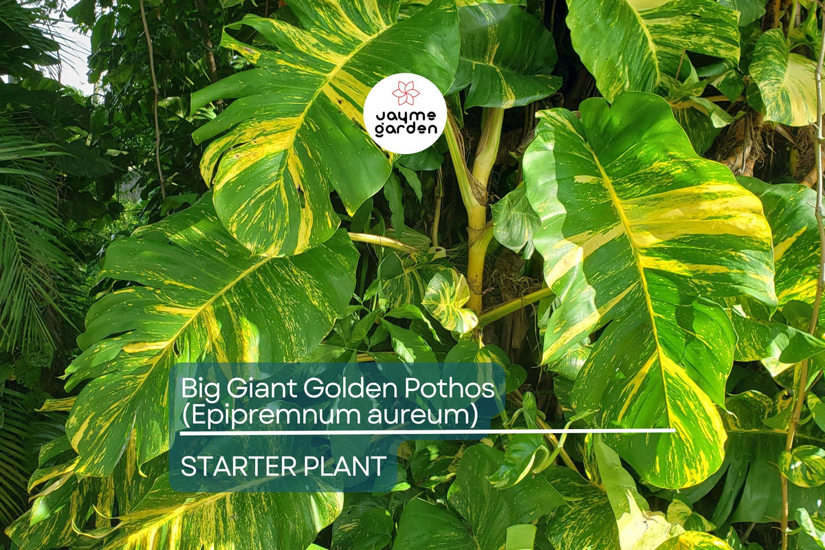 Big Golden Pothos Live Houseplant | 12-24 Inches, Epipremnum aureum, Air-Purifying Indoor Climbing Plant