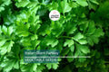 2,000 Italian Giant Parsley Seeds – Heirloom, Non-GMO Culinary Herb, Petroselinum crispum, Easy to Grow in Gardens & Containers