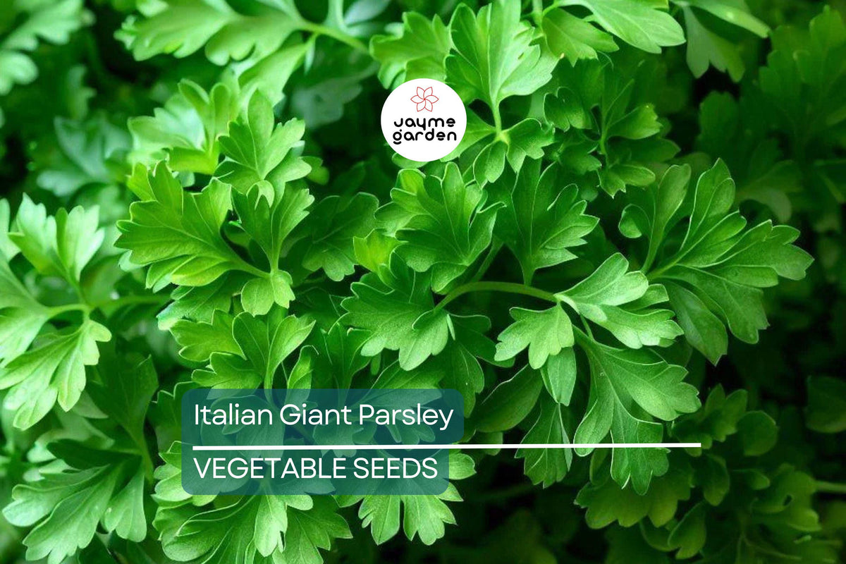 2,000 Italian Giant Parsley Seeds – Heirloom, Non-GMO Culinary Herb, Petroselinum crispum, Easy to Grow in Gardens & Containers