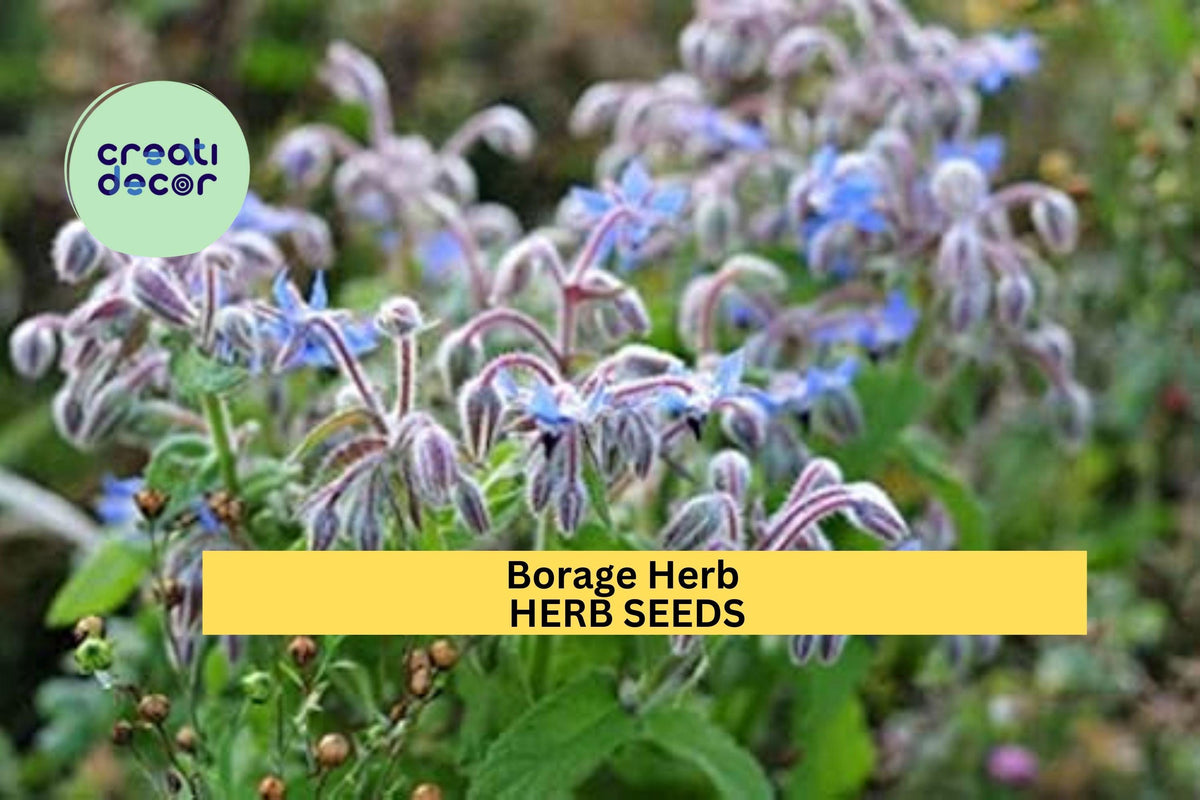 3pcs of Borage Herb Seeds – Edible Blue Flowers & Leaves – Pollinator-Friendly, Fast-Growing Seeds for Culinary & Garden Use – Borago officinalis