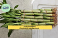 Lucky Bamboo Plants – 10 Live 6-Inch Stalks – Dracaena sanderiana Indoor Decorative Green Plants for Home Office Décor