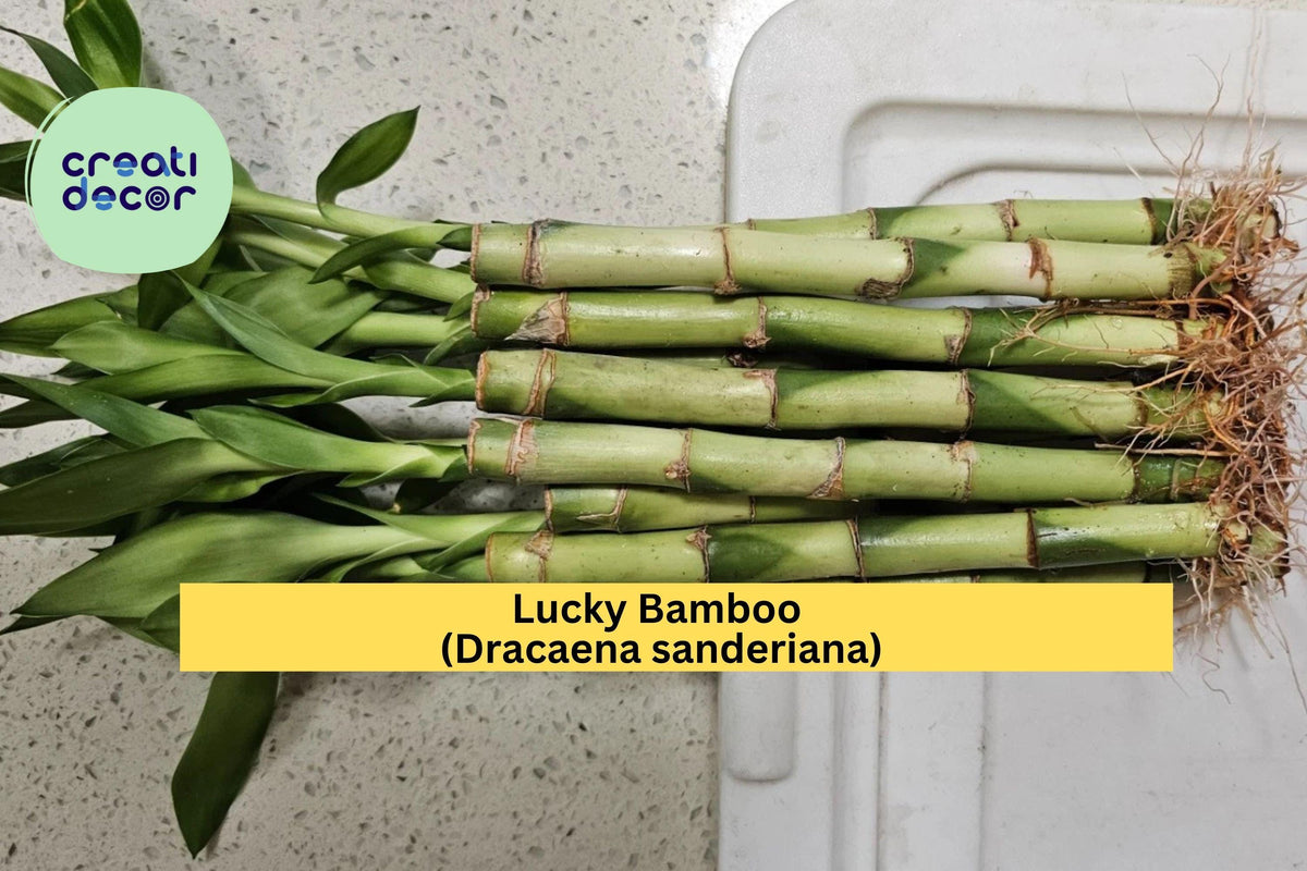 Lucky Bamboo Plants – 10 Live 6-Inch Stalks – Dracaena sanderiana Indoor Decorative Green Plants for Home Office Décor