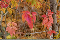 Amur Maple Seeds, Acer ginnala, Red Fall Foliage, Ornamental Tree, Cold-Hardy Shrub, Bonsai, Small Landscape Plant