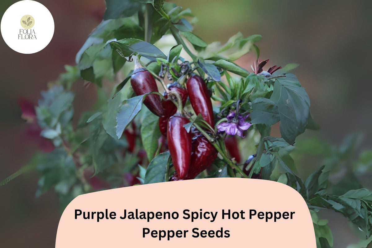 25+ Purple Jalapeño Seeds | Spicy Hot Pepper | Unique Dark Color | Non-GMO Garden Planting