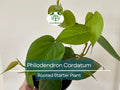 2" Rooted Philodendron Cordatum Starter Plants, Heartleaf Vine, Indoor/Outdoor, Easy to Grow, Pet-Friendly, Air Purifying