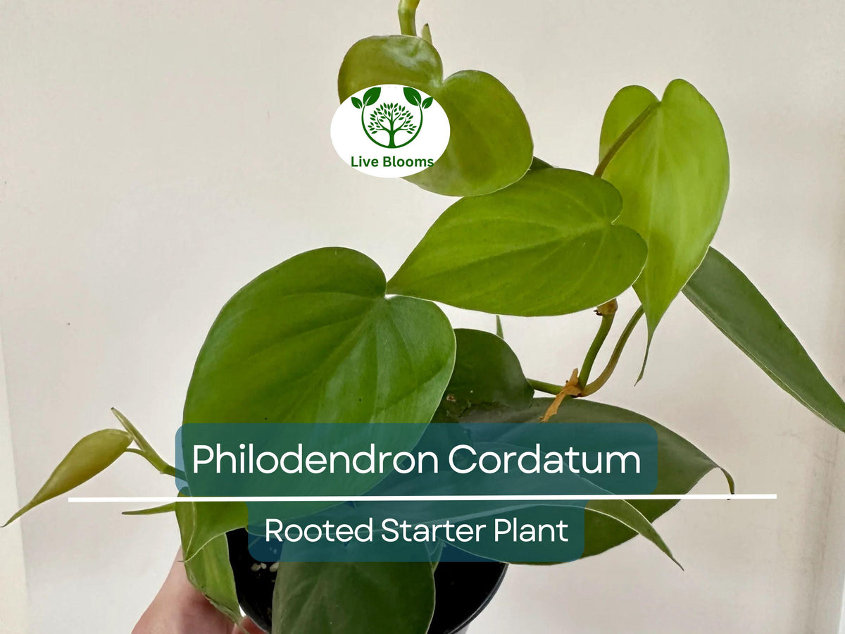 2" Rooted Philodendron Cordatum Starter Plants, Heartleaf Vine, Indoor/Outdoor, Easy to Grow, Pet-Friendly, Air Purifying