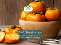 Unrooted 6-8" FUYU Persimmon Tree Cuttings for Grafting, Diospyros kaki, Fruit Tree Propagation