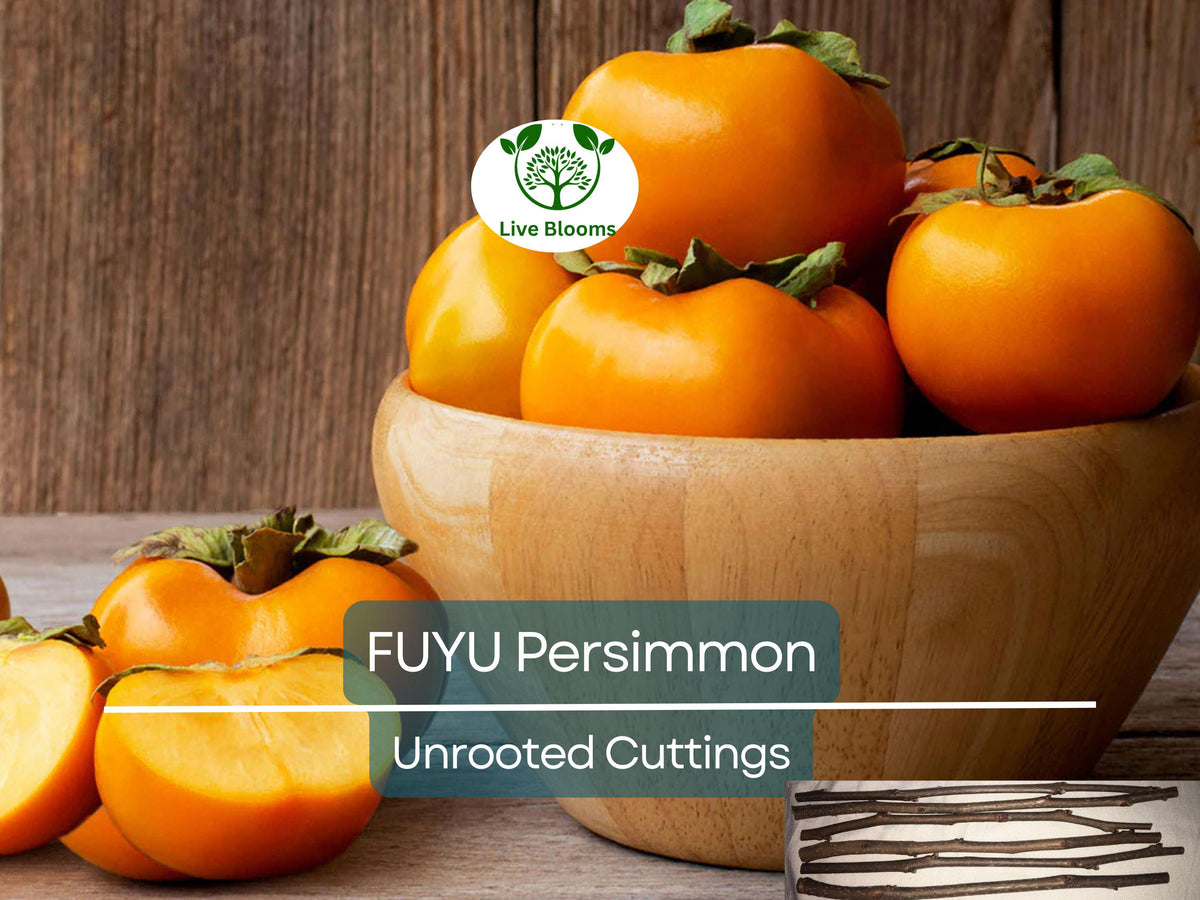 Unrooted 6-8" FUYU Persimmon Tree Cuttings for Grafting, Diospyros kaki, Fruit Tree Propagation