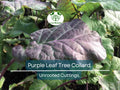 Purple Leaf Tree Collard Unrooted Cutting 6-8" | Edible Brassica oleracea, Nutrient-Rich, Easy to Grow, Cold-Hardy