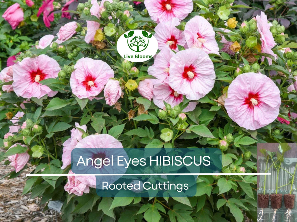 Live Hibiscus Angel Eyes Cutting – Propagation Plant with Vibrant Pink & White Flowers, Hibiscus rosa-sinensis