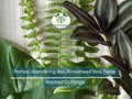 Rooted Plant Cuttings Set – Pothos, Wandering Jew, Arrowhead Vine, Ferns – Indoor Propagation, Easy Care Houseplants, Low Maintenance