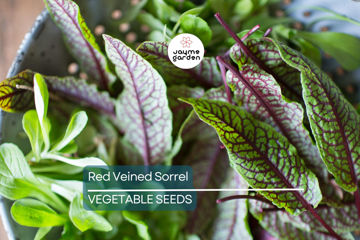 Red Veined Sorrel Seeds - Rumex sanguineus, Heirloom, Edible Landscape, Salad Greens, Container Gardening, Cool-Season Vegetable